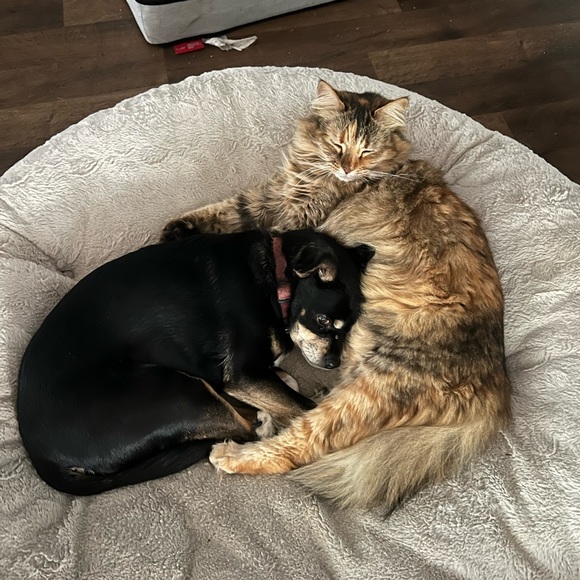 Pet friendly home - Picture 16 of 16